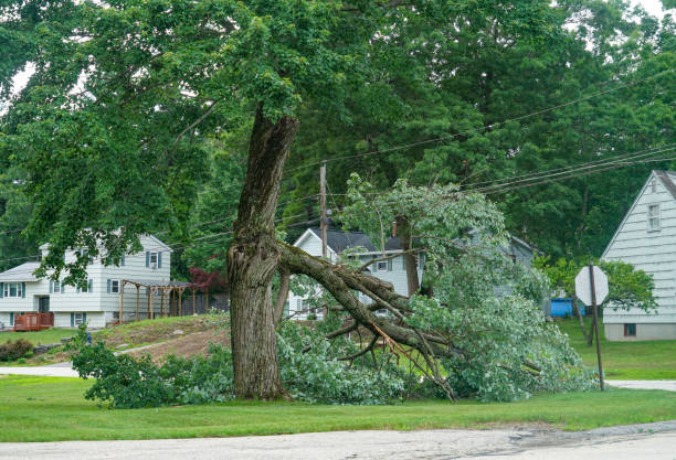 How Our Tree Care Process Works  in  Daleville, IN